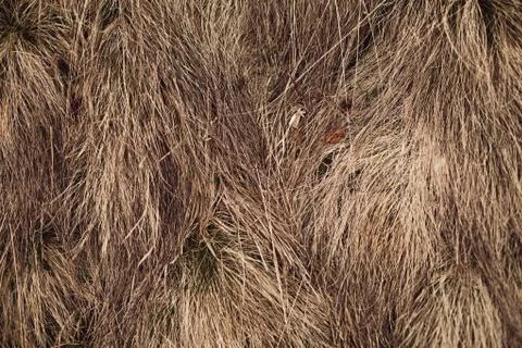 Straw texture background Fotos Stock