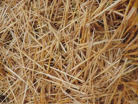 Straw Texture Stock Photos