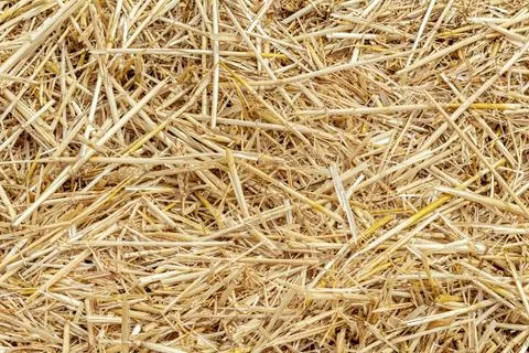 Straw thatch of grains, wheat, corn, cereals on the field after harvesting cl Foto stock