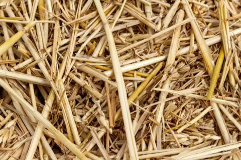 Straw thatch of grains, wheat, corn, cereals on the field after harvesting cl Stock Photos