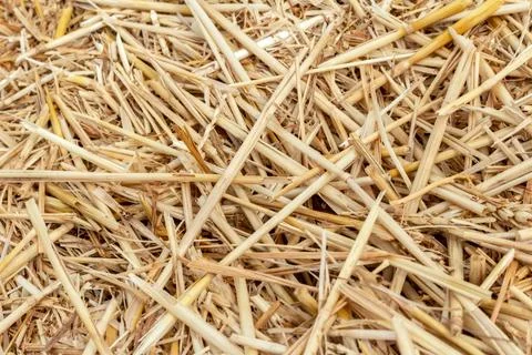 Straw thatch of grains, wheat, corn, cereals on the field after harvesting cl Stock Photos