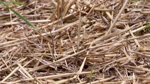 Straw up trees one long upward shot pythouse gardens wiltshire 스톡 동영상 137394170
