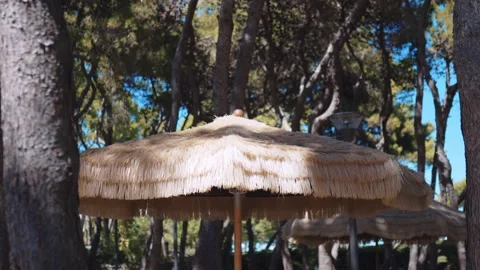 Straw umbrellas waving in wind standing in a line among the high pine trees Stock Footage 163909871