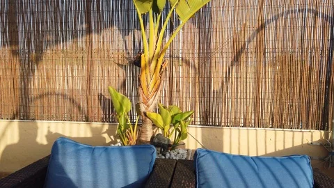 A straw wall in a restaurant where plants grow Stock Footage 122359801