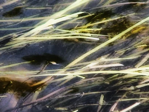 Straw Water 1 Stock Footage 489998