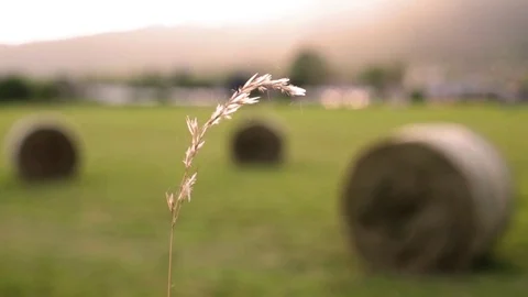 Straw, wheat Stock Footage 110707704