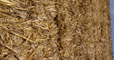 Straw from the wheat harvest in rectangular stacks in winter, darkened wheat Stockbeeldmateriaal 284287628
