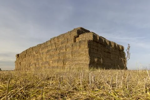 Straw from wheat packed in rectangular stacks and left on the field for stora Stock Photos