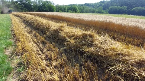 Straw windrow on harvested field with combine working in background Vidéo 346246920