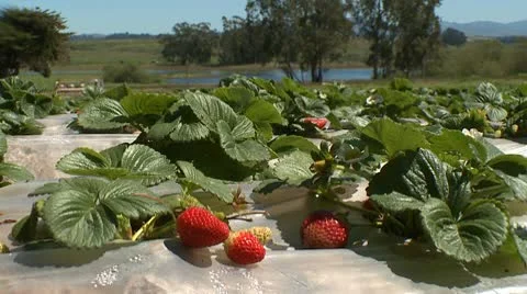 Strawberries 01 HD Stock Footage 10736424