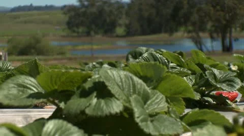 Strawberries 02 HD Stock Footage 10740760