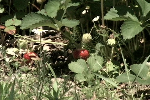 Strawberries 1 Stock-Footage 79626