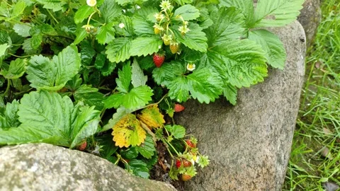 Strawberries (2) 4K 30 FPS Stock-Footage 286761078
