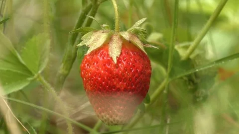 Strawberries. 2 Shots. Close-up. Stockbeeldmateriaal 70131487