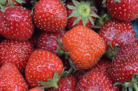 Strawberries 3 Stock Photos