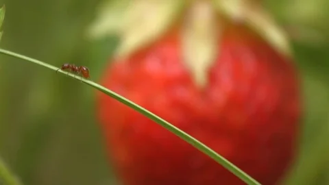 Strawberries and ant. Close-up. Focus out. Видео 70131760