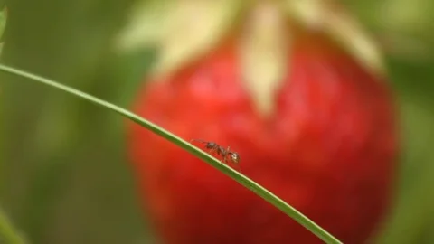 Strawberries and ant. Close-up. Stock-Footage 70131373