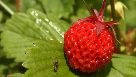 Strawberries and ant. Close-up. Видео 70132071