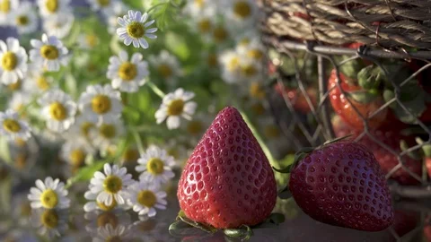 Strawberries and Chamomile Close Up in the Garden, Natural Background,Woman Hand Stock Footage 106978203