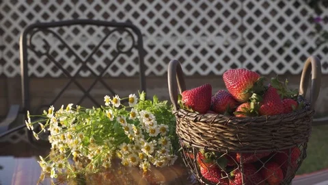 Strawberries and Chamomile Close Up in the Garden, Natural Background Video stock 106978524