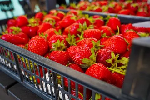 Strawberries are packaged in containers. 스톡 사진