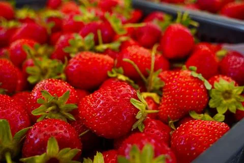 Strawberries are packaged in containers. Stock Photos