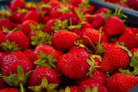 Strawberries are packaged in containers. 스톡 사진