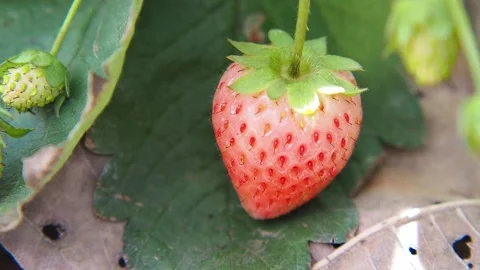Strawberries are ripping Stock Footage 167803761