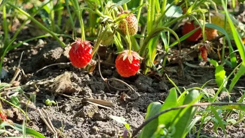 Strawberries are small on bushes Stock Footage 246180761