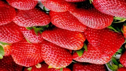 Strawberries on  background animation Stock Footage 313330337