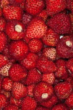 Strawberries background. Foreground close up macro. Strawberries. Whole backg Stock Photos