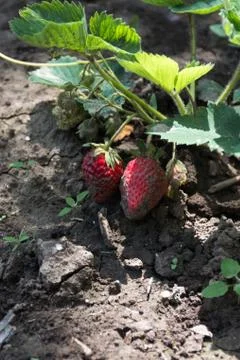 Strawberries in backyard Stock-Fotos