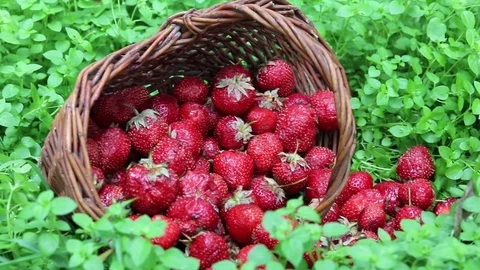 Strawberries in basket on grass Stock Footage 111873081