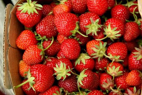 Strawberries in a basket Stock Photos
