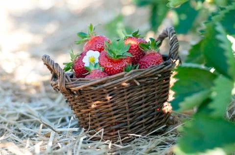 Strawberries in the basket Stock Photos