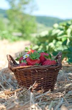 Strawberries in the basket Stock Photos