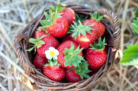 Strawberries in the basket Stock Photos