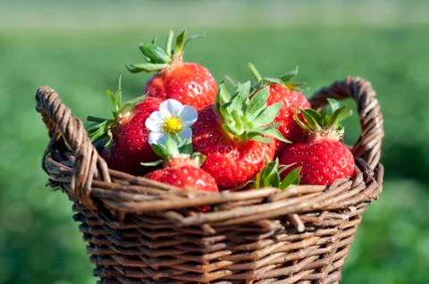 Strawberries in the basket Stock Photos