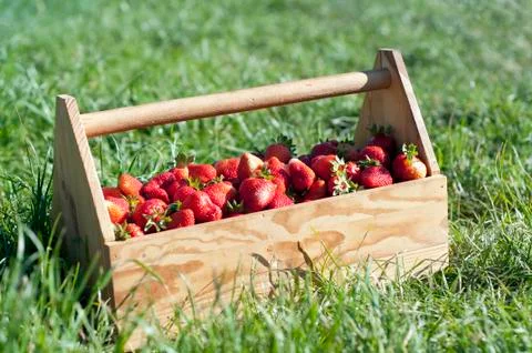 Strawberries in the basket Stock Photos