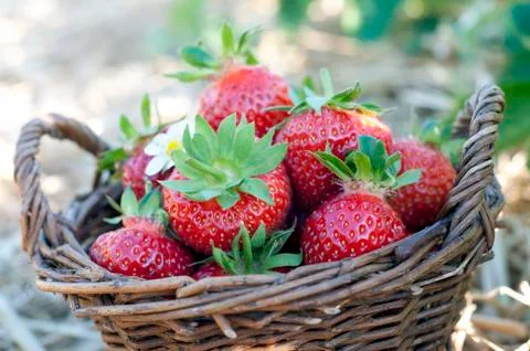 Strawberries in the basket Stock Photos