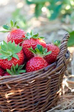 Strawberries in the basket Stock Photos