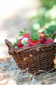 Strawberries in the basket Foto stock