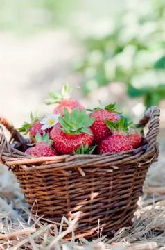 Strawberries in the basket Stock Photos
