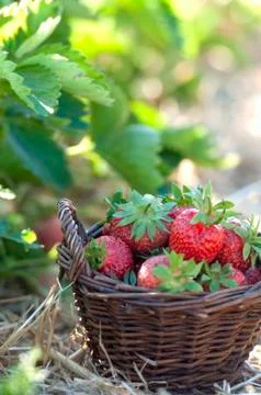 Strawberries in the basket Stock Photos
