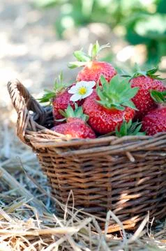 Strawberries in the basket Stock Photos