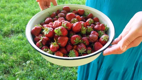 Strawberries in big plate Stock Footage 100850273