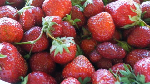 Strawberries in big plate Stock Footage 100850522