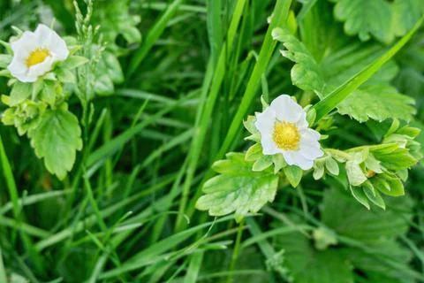 Strawberries bloom in the garden in the spring. Stock Photos