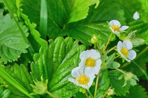 Strawberries bloom in the garden in the spring. Stock Photos