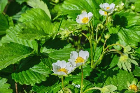 Strawberries bloom in the garden in the spring. Stock Photos